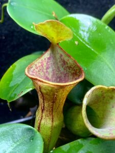 【新品】红风铃猪笼草 丨  N.campanulata（Red） 稀少
