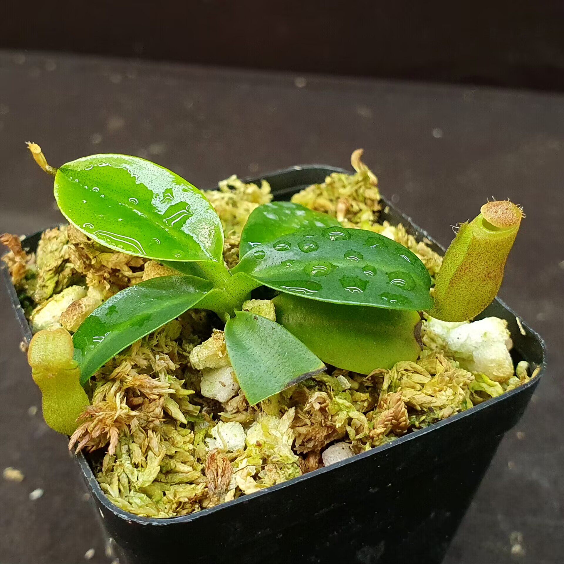 【丰收季】csm风铃x(欣佳浪山 x惊奇)猪笼草  070802   5cm