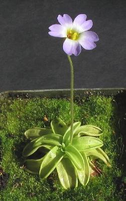 樱叶捕虫堇 温带堇丨Pinguicula primuliflora丨新手推荐食虫植物