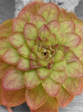 【新品】血契捕虫堇Pinguicula“SCH Blood Pact”栩园培育