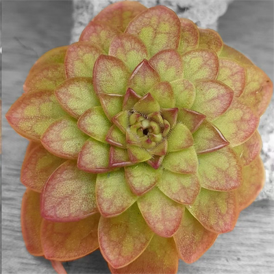 【新品】血契捕虫堇Pinguicula“SCH Blood Pact”栩园培育