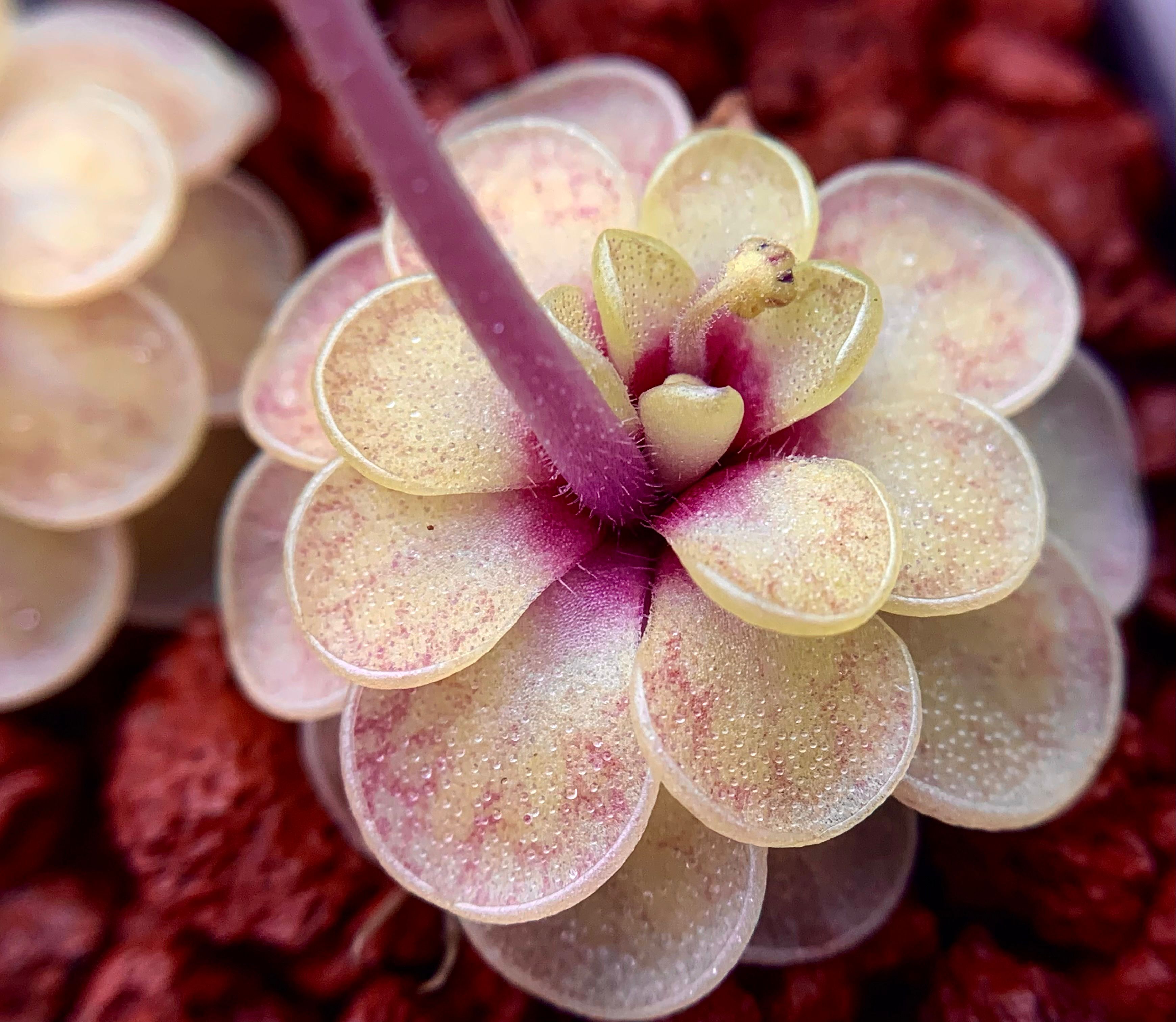 阿尔法捕虫堇（显脉个体）pinguicula“Alpha-V‘红脉个体