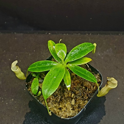 【丰收季】母风铃猪笼草101201，带侧芽，10.3cm