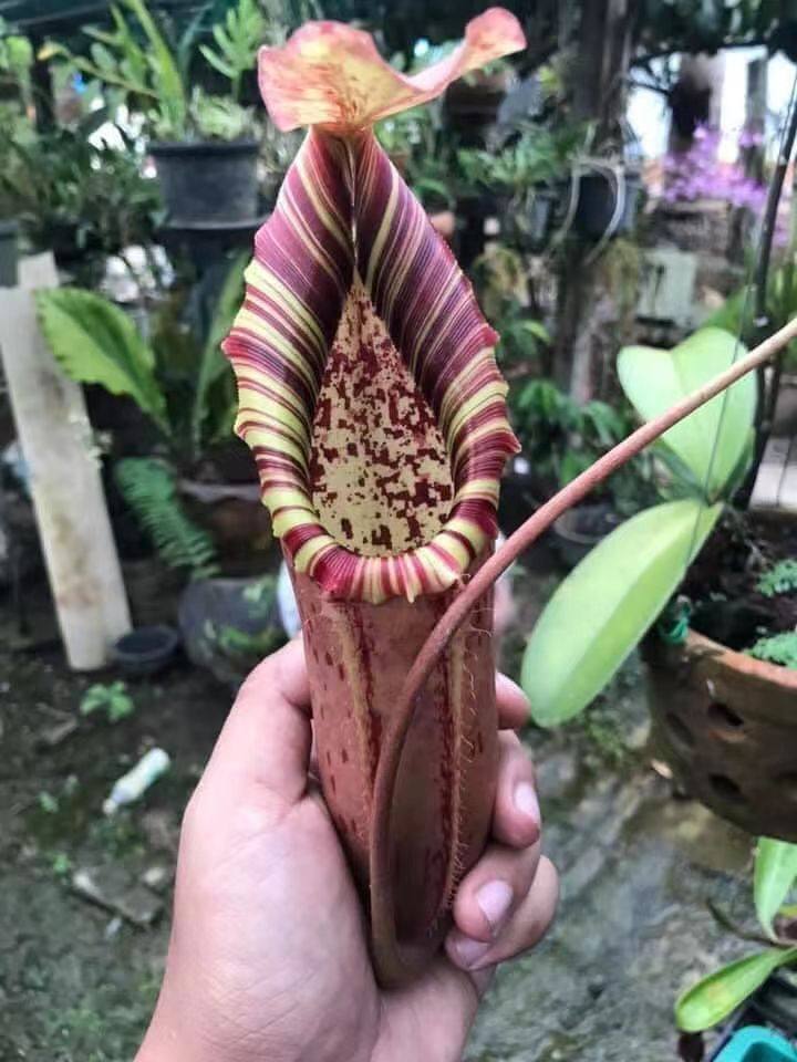 【新品】lvbvmvn x lvbvmv猪笼草实生苗