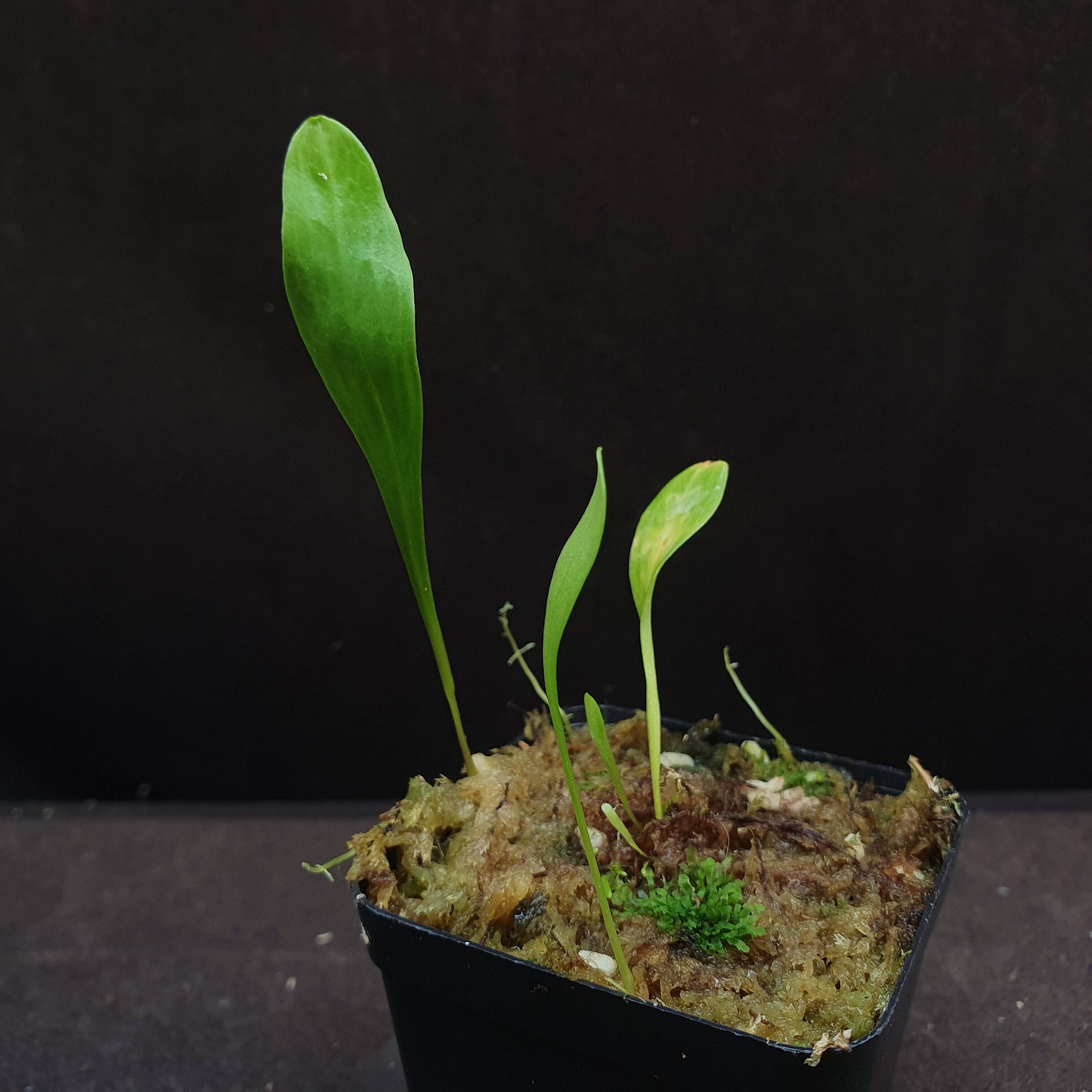 【丰收季】高山狸藻062002  5片叶，2-8cm