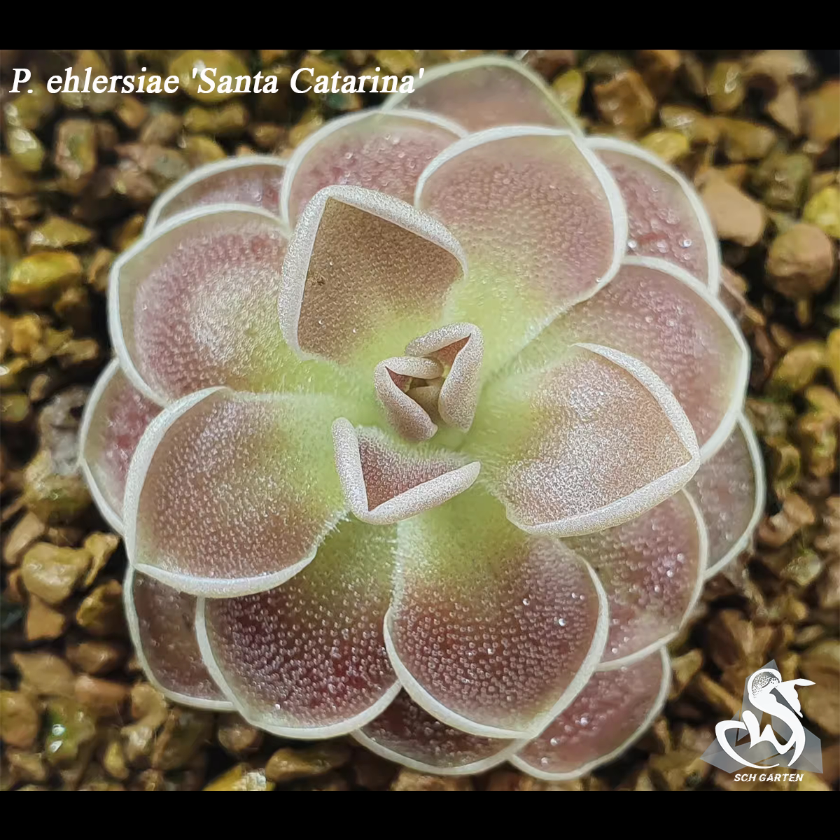 爱兰捕虫堇(Santa Gertrudis个体)Pinguicula ehlersiae