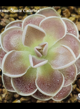 爱兰捕虫堇（Santa Gertrudis个体）Pinguicula ehlersiae