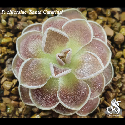 爱兰捕虫堇（Santa Gertrudis个体）Pinguicula ehlersiae