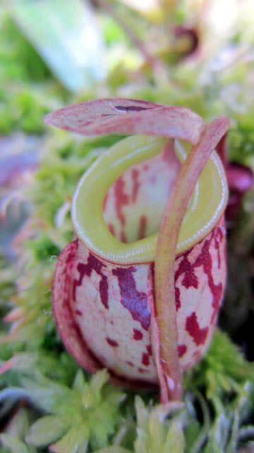 【新品】巧克力猪笼草(aw矮胖个体)丨nepenthes glabrata  稀少