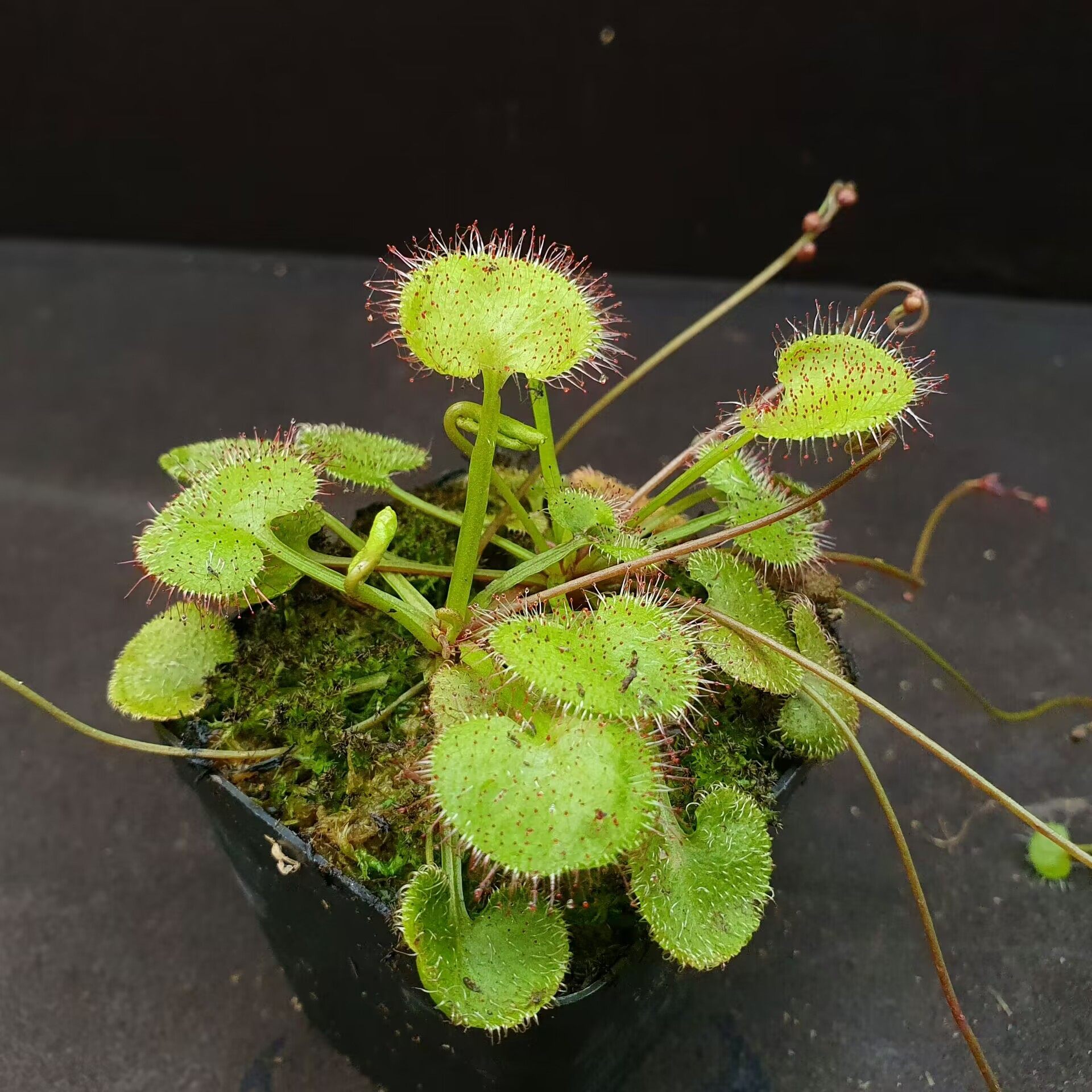 【丰收季】负子(爱心)茅膏菜0717  两颗  7.5cm