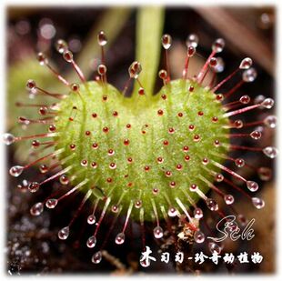 负子(爱心)茅膏菜 Drosera prolifera 昆士兰茅