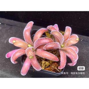纯真交石灰岩捕虫堇Pinguicula agnata x gypsicola
