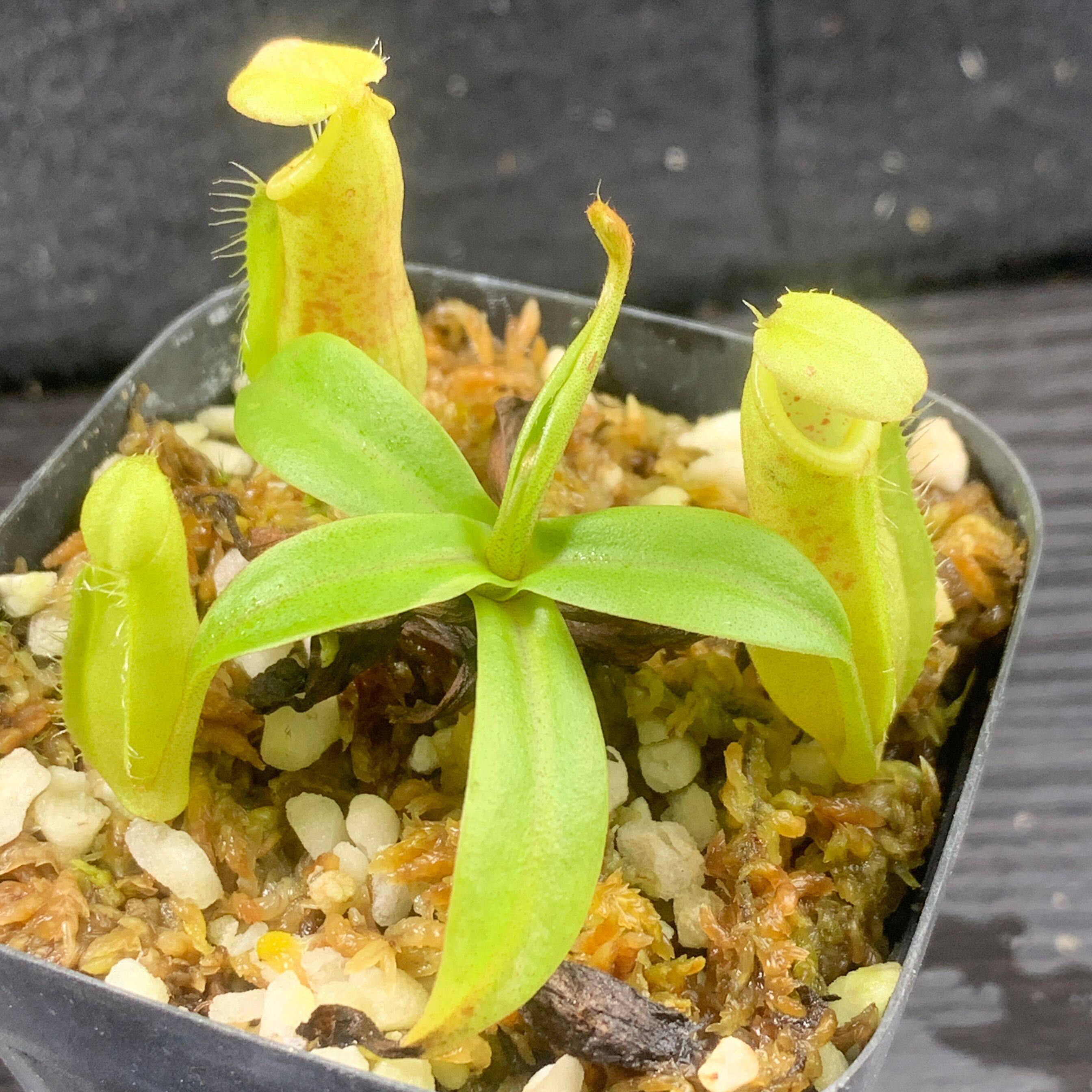 【清凉一夏】裸瓶x无刺猪笼草实生苗