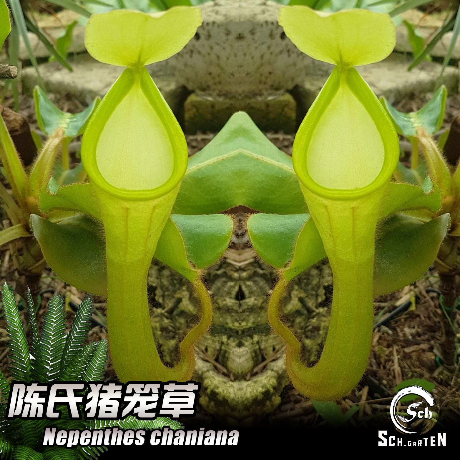 nepenthes chaniana 丨陈氏猪笼草丨食虫植物