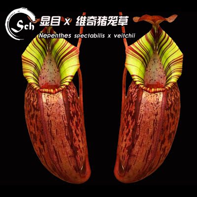 N. spectabilis x veitchii丨显目X维奇猪笼草大红笼胖笼花唇个体