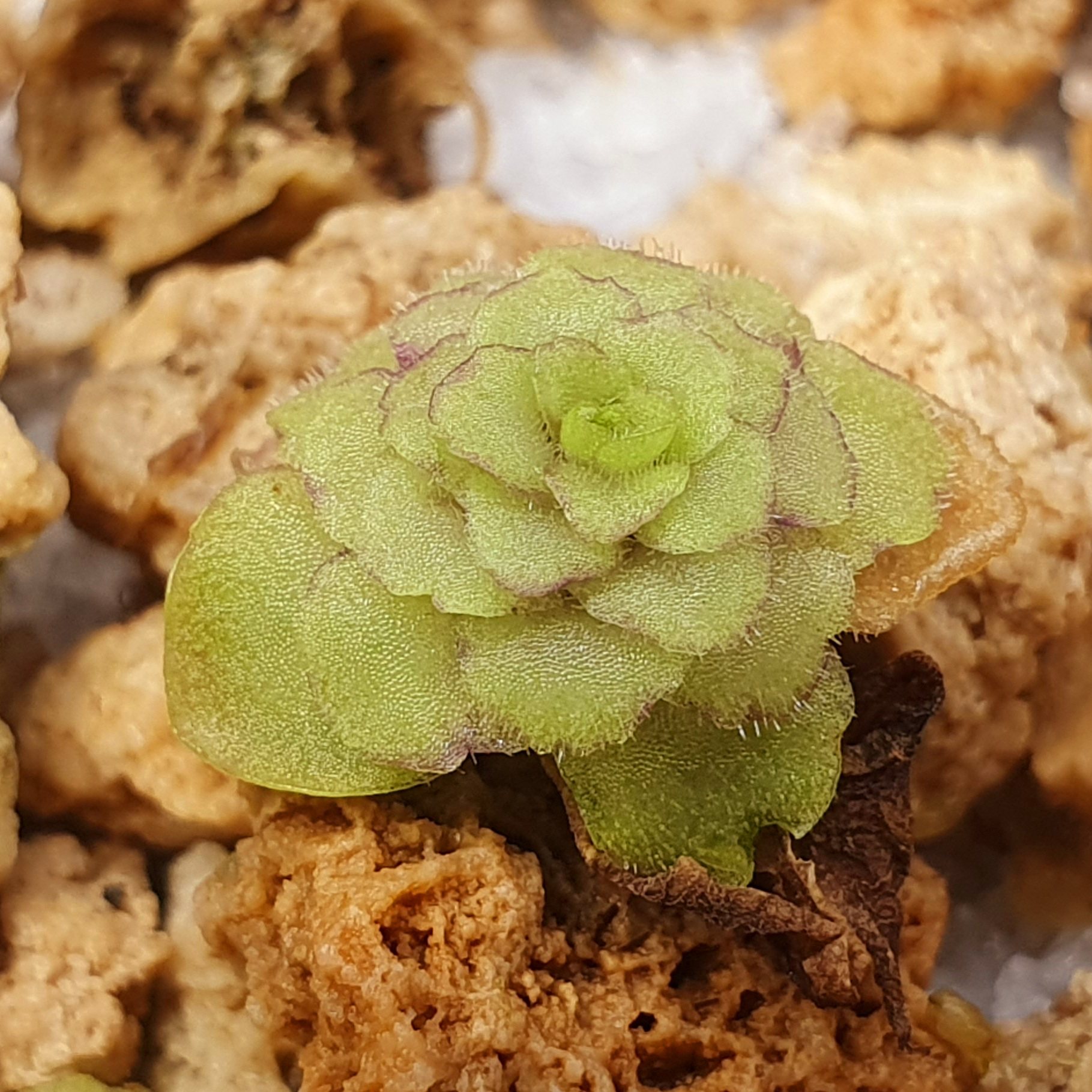 【春季奇遇】幻色星云捕虫堇0310,休眠状态,1.5CM