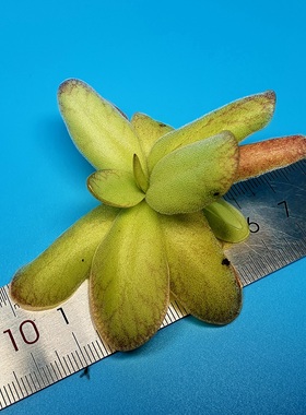 【丰收季】立叶×纯真捕虫堇092201  7CM，带侧芽