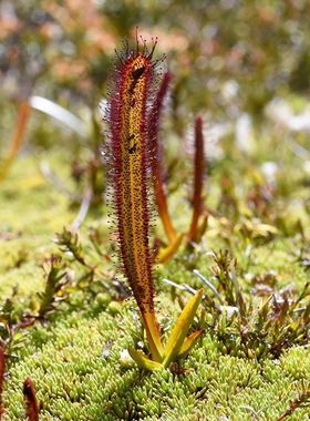 【新品】墨菲特茅膏菜丨Drosera murfetii丨南澳温带茅稀有