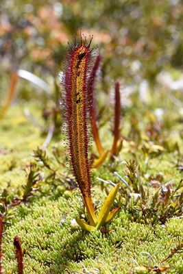 【新品】墨菲特茅膏菜丨Drosera murfetii丨南澳温带茅稀有