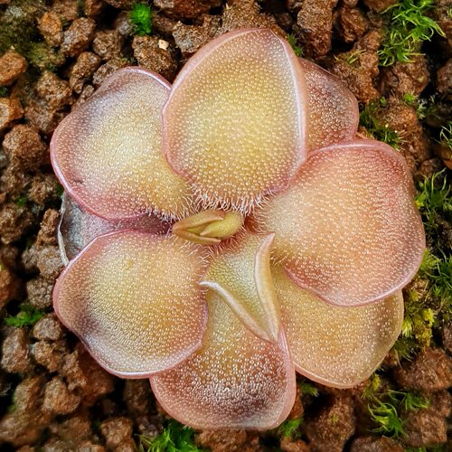 【新品】伽马捕虫堇丨 Pinguicula “SCH Gama ”丨栩园培育