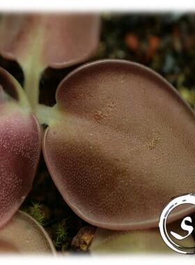 【新品】 尖叶捕虫堇 Pinguicula acuminata From BCP 稀少