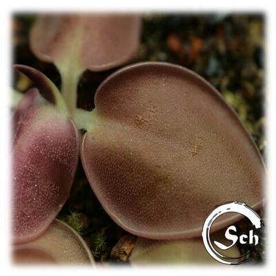 【新品】 尖叶捕虫堇 Pinguicula acuminata From BCP 稀少