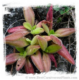 【新品】BCP马汀尼兹捕虫堇丨 Pinguicula martinezii丨食虫植物