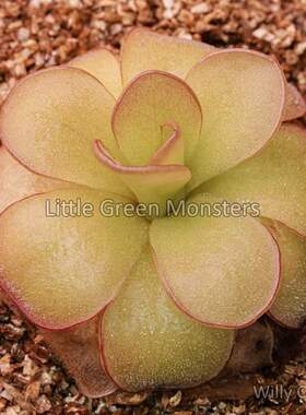 【新品】伊巴拉捕虫堇丨Pinguicula ibarrae exBCP