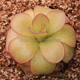 【新品】伊巴拉捕虫堇丨Pinguicula ibarrae exBCP