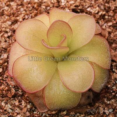 【新品】伊巴拉捕虫堇丨Pinguicula ibarrae exBCP
