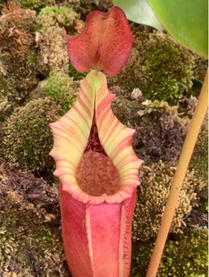 VLB 维奇x（劳氏x博世）猪笼草实生苗 个体众多随机发