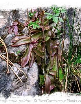 【新品】波尔迪捕虫堇（温带堇）丨Pinguicula poldinii中欧品种