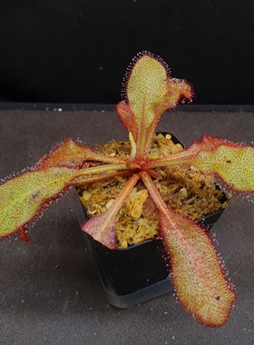 【丰收季】仙女座茅膏菜090503，  12cm