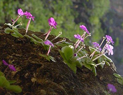 【新品】冷门BCP伊丽莎白捕虫堇 丨Pinguicula elizabethiae