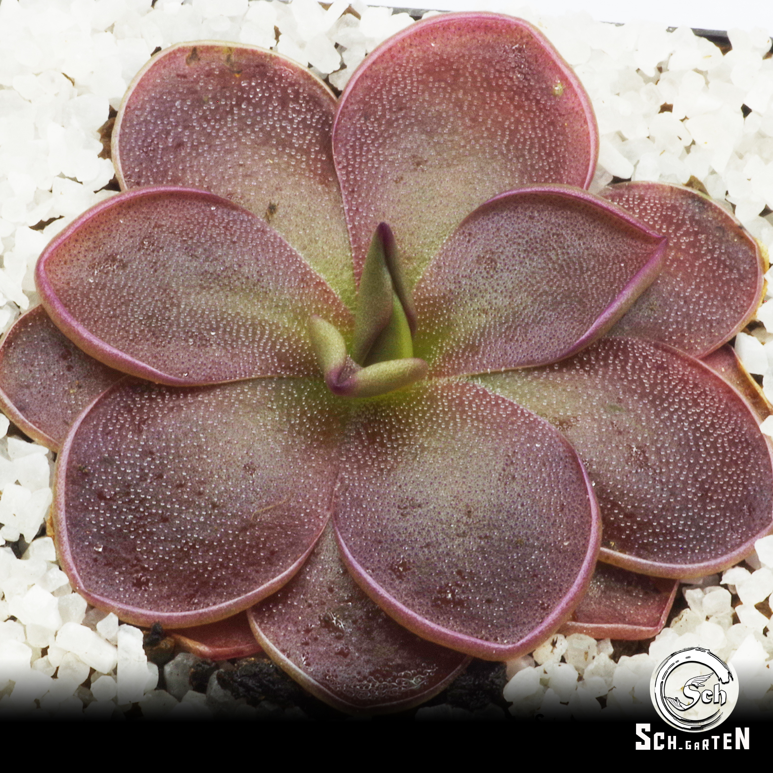 【栩园培育】绯红女巫捕虫堇丨pinguicula‘ Scarlet Witch ’