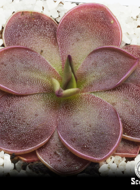 【栩园培育】绯红女巫捕虫堇丨pinguicula 