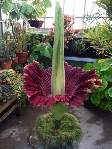 【清凉一夏】泰坦魔芋 Titan arum 开世界醉大花絮的植物