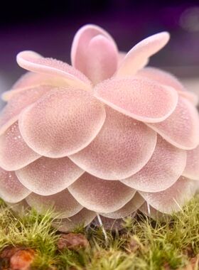 爱丝捕虫堇Pinguicula esseriana(Buena Vista,San Luis Potosí)