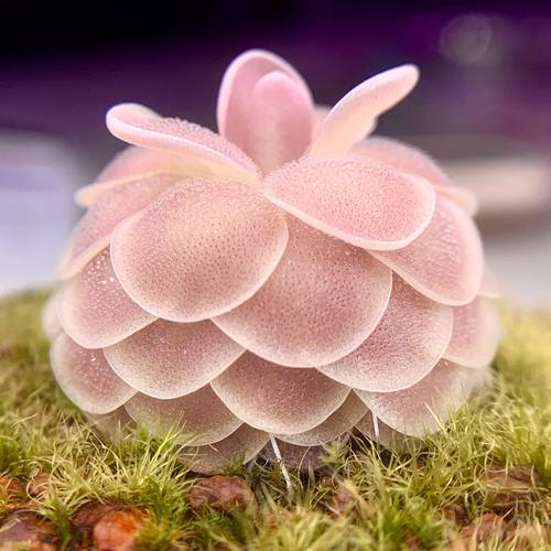 爱丝捕虫堇Pinguicula esseriana(Buena Vista,San Luis Potosí)