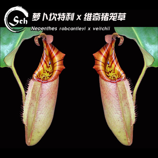 N. robcantleyi x veitchii丨罗伯坎特利（黑宝特）X维奇猪笼草