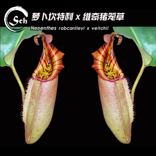 罗伯坎特利 veitchii 黑宝特 robcantleyi X维奇猪笼草