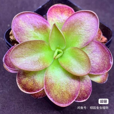 【新品】缪斯捕虫堇|Pinguicula “SCH Muses”栩园培育