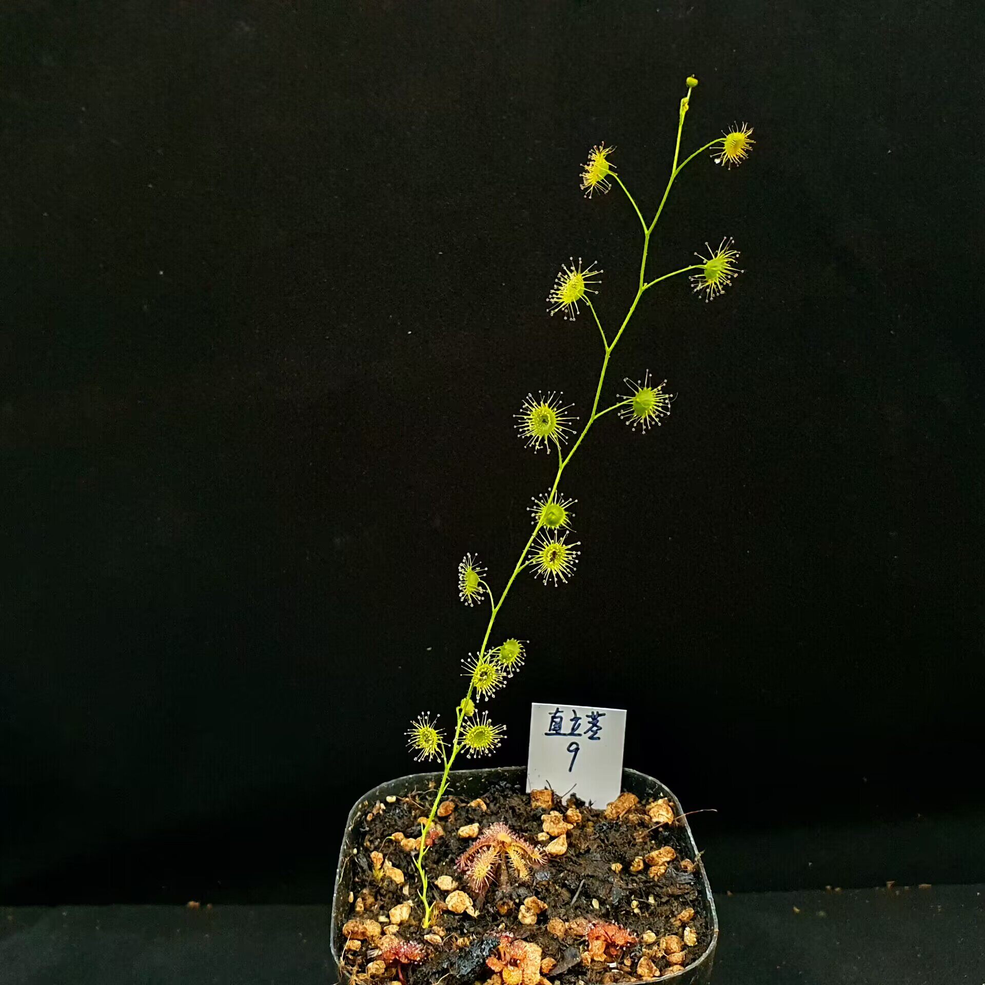 【丰收季】直立茎球根茅膏菜9号 阿芙拉茅膏菜15 2cm 3颗球茎