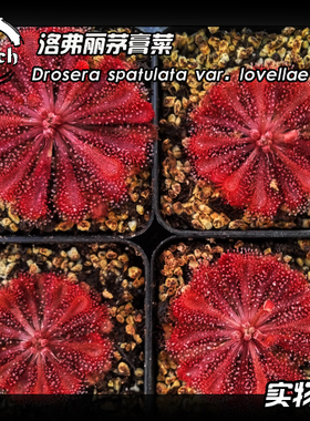 Drosera lovellae丨洛弗丽茅膏菜丨食虫植物【特价包邮】