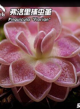 弗洛里捕虫堇丨Pinguicula 'Florian' 丨能吃虫的“多肉”植物