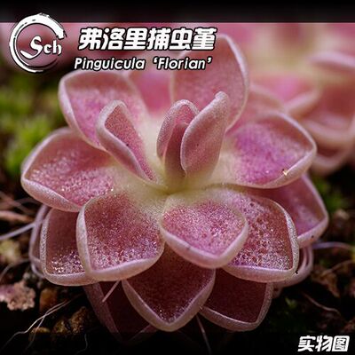 弗洛里捕虫堇丨Pinguicula 'Florian' 丨能吃虫的“多肉”植物