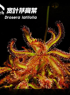 阔叶茅膏菜丨Drosera latifolia丨食虫植物