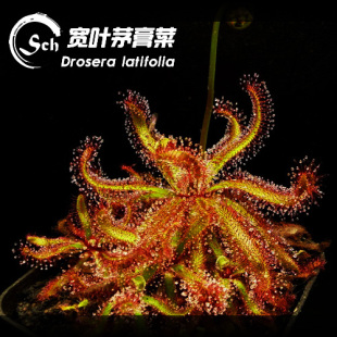 Drosera 阔叶茅膏菜 latifolia 食虫植物