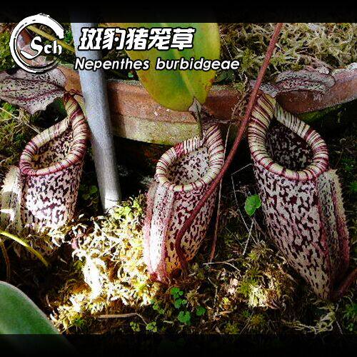 【一物一拍】Nepenthes burbidgeae 斑豹猪笼草 食虫植物