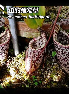 【一物一拍】Nepenthes burbidgeae 斑豹猪笼草 食虫植物